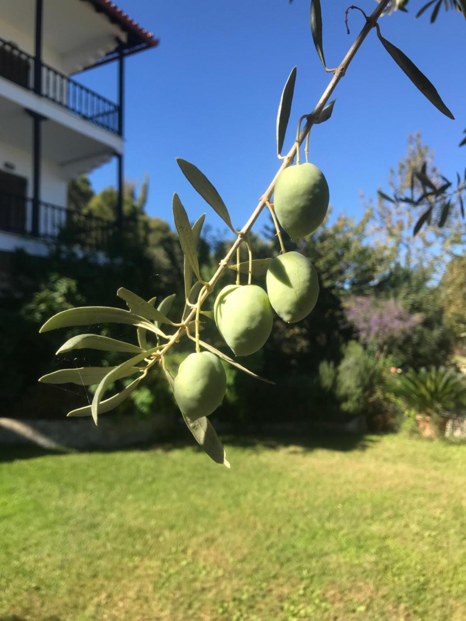Νίκος&Παναγιώτα Διαμέρισμα Βουρβουρού Εξωτερικό φωτογραφία